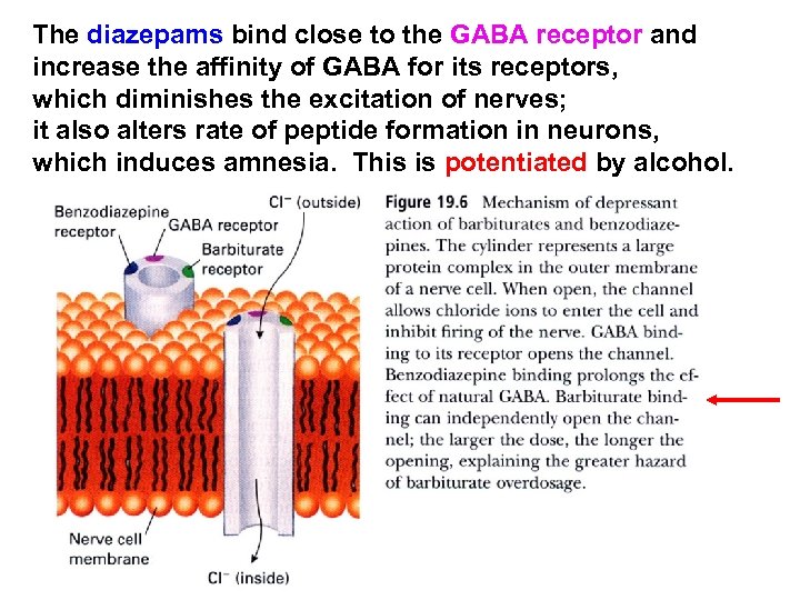 The diazepams bind close to the GABA receptor and increase the affinity of GABA