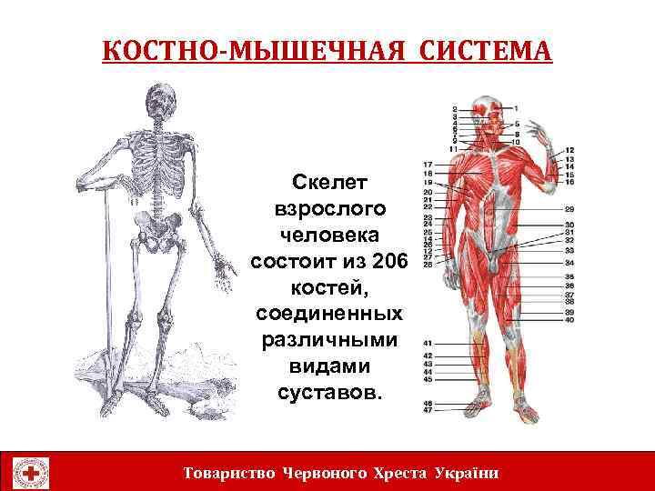 КОСТНО-МЫШЕЧНАЯ СИСТЕМА Скелет взрослого человека состоит из 206 костей, соединенных различными видами суставов. Товариство