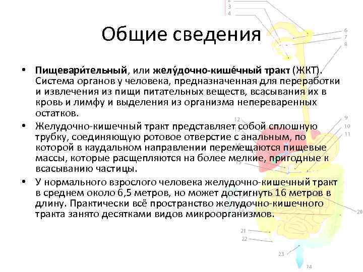 Общие сведения • Пищевари тельный, или желу дочно-кише чный тракт (ЖКТ). Система органов у