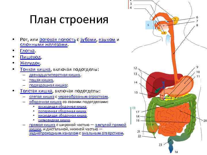 План строения • • • Рот, или ротовая полость с зубами, языком и слюнными