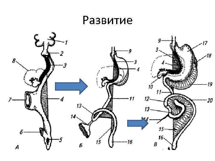 Развитие 