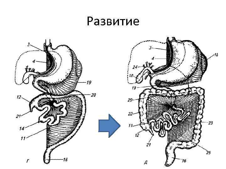 Развитие 