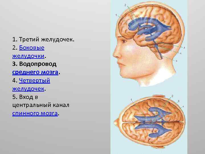 1. Третий желудочек. 2. Боковые желудочки. 3. Водопровод среднего мозга. 4. Четвертый желудочек. 5.