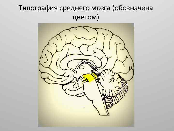 Типография среднего мозга (обозначена цветом) 