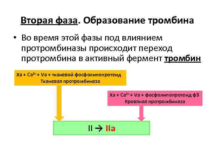 Вторая фаза. Образование тромбина • Во время этой фазы под влиянием протромбиназы происходит переход
