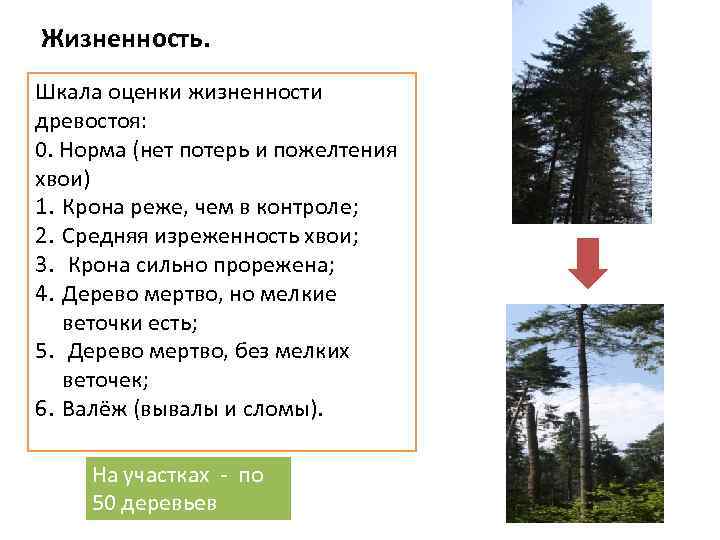 Признаки леса. Шкала оценки состояния деревьев по внешним признакам. Оценка древостоя. Определения состояния деревьев и древостоев. Шкала жизненности.