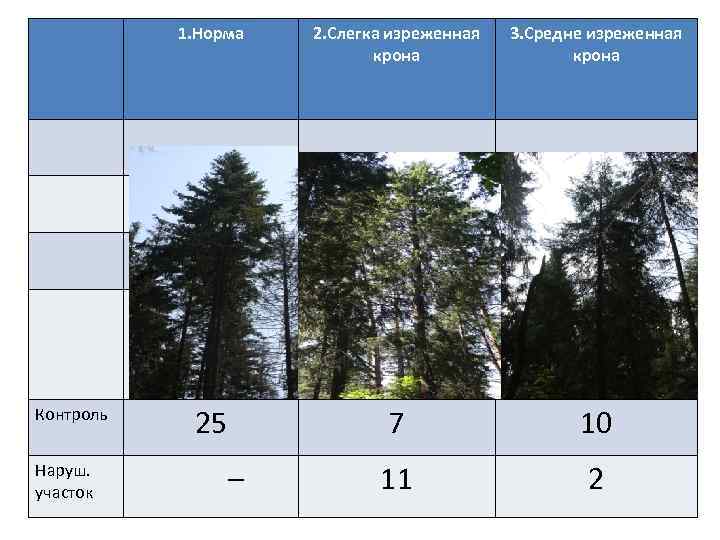 Состояние древостоя. Оценка состояния деревьев и древостоев. Шкала категорий состояния деревьев. Таблица « оценка состояния древостоя». Шкала оценки состояния деревьев по внешним признакам.