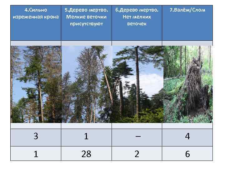 4. Сильно изреженная крона 5. Дерево мертво. Мелкие веточки присутствуют 6. Дерево мертво. Нет