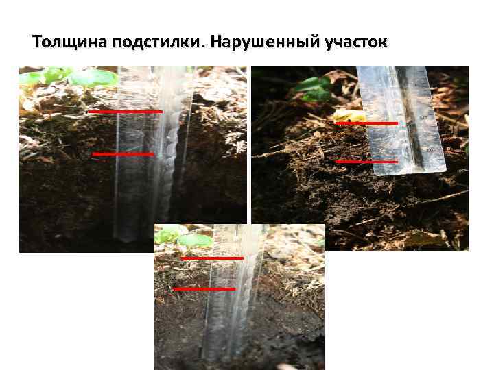 Толщина подстилки. Нарушенный участок 