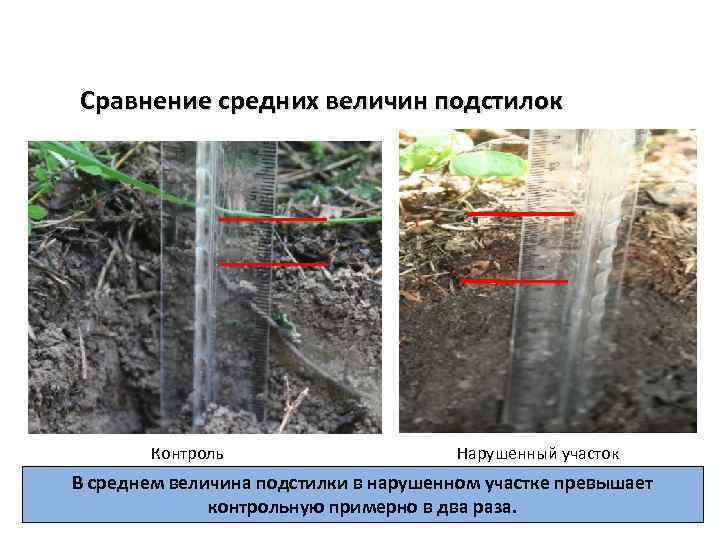 Сравнение средних величин подстилок Контроль Нарушенный участок В среднем величина подстилки в нарушенном участке