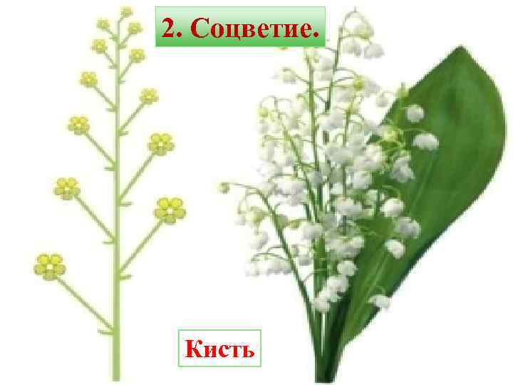 2. Соцветие. Кисть 