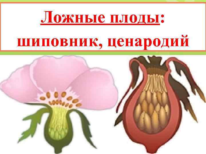 Ложные плоды: шиповник, ценародий 