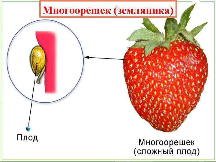 Многоорешек (земляника) 