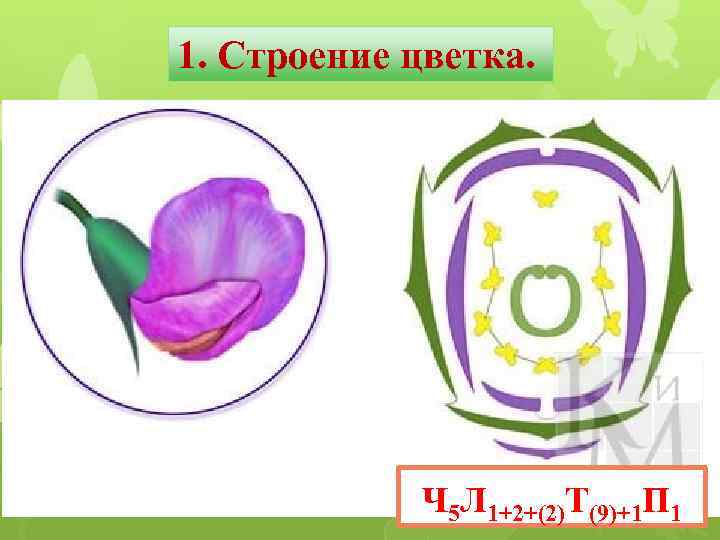 1. Строение цветка. Ч 5 Л 1+2+(2)Т(9)+1 П 1 