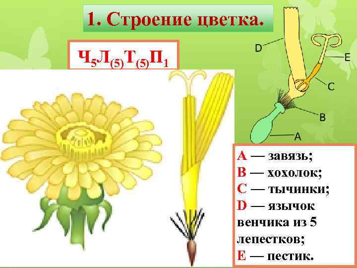 1. Строение цветка. Ч 5 Л(5)Т(5)П 1 A — завязь; B — хохолок; C