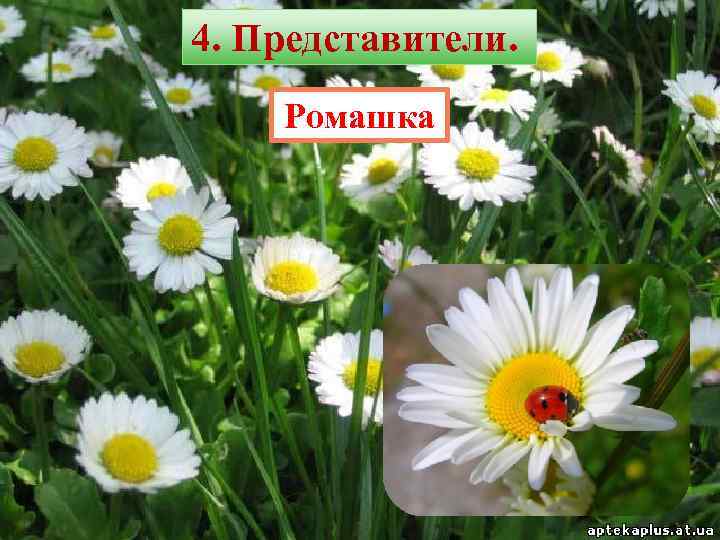 4. Представители. Ромашка 