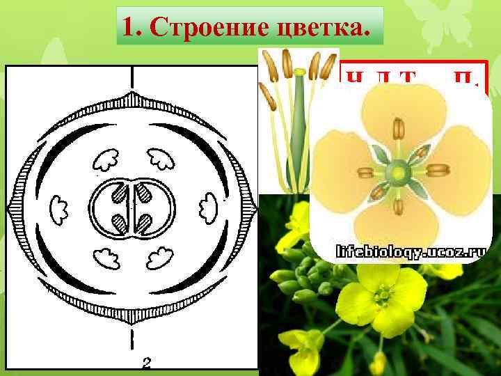 1. Строение цветка. Ч 4 Л 4 Т(4+6)П 1 