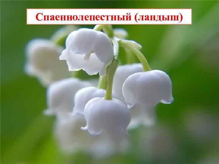 Спаеннолепестный (ландыш) 