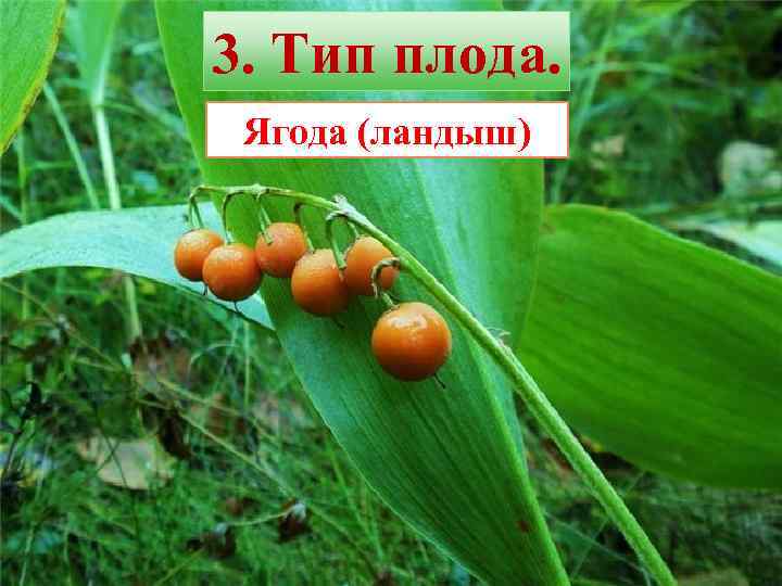 3. Тип плода. Ягода (ландыш) 