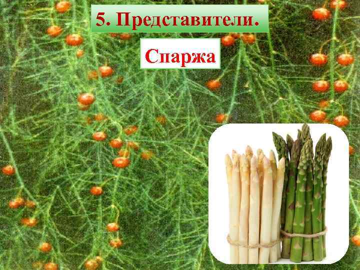 5. Представители. Спаржа 