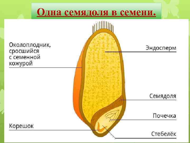 Одна семядоля в семени. 