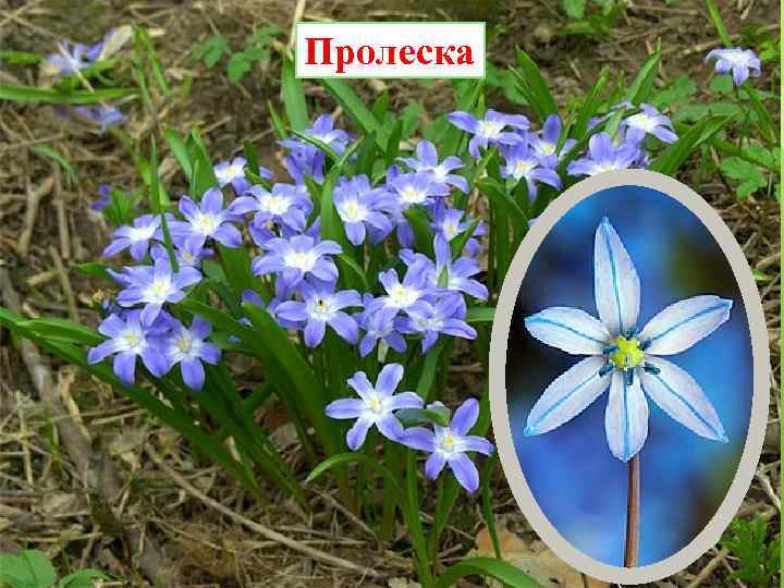 Пролеска 