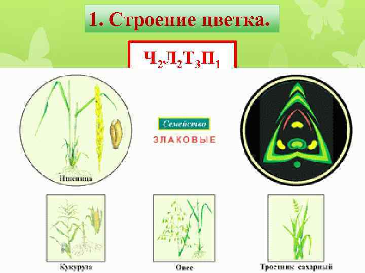 1. Строение цветка. Ч 2 Л 2 Т 3 П 1 