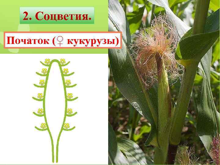 2. Соцветия. Початок (♀ кукурузы) 