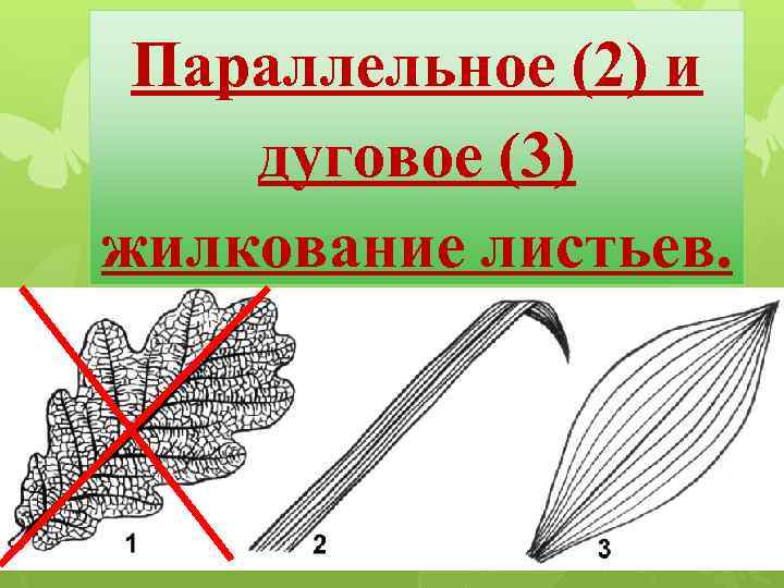 Параллельное (2) и дуговое (3) жилкование листьев. 