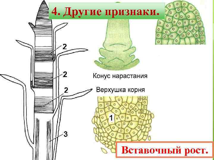 4. Другие признаки. Вставочный рост. 