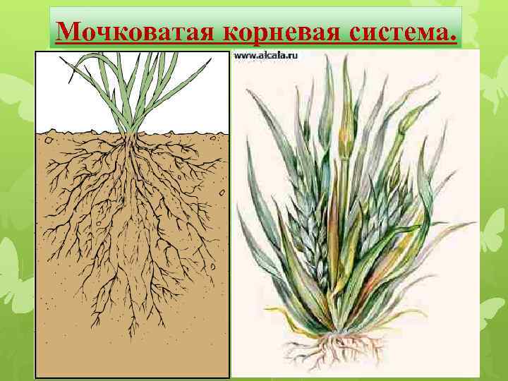 Мочковатая корневая система. 