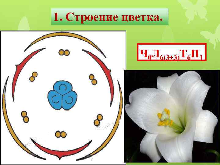 1. Строение цветка. Ч 0 Л 6(3+3)Т 6 П 1 