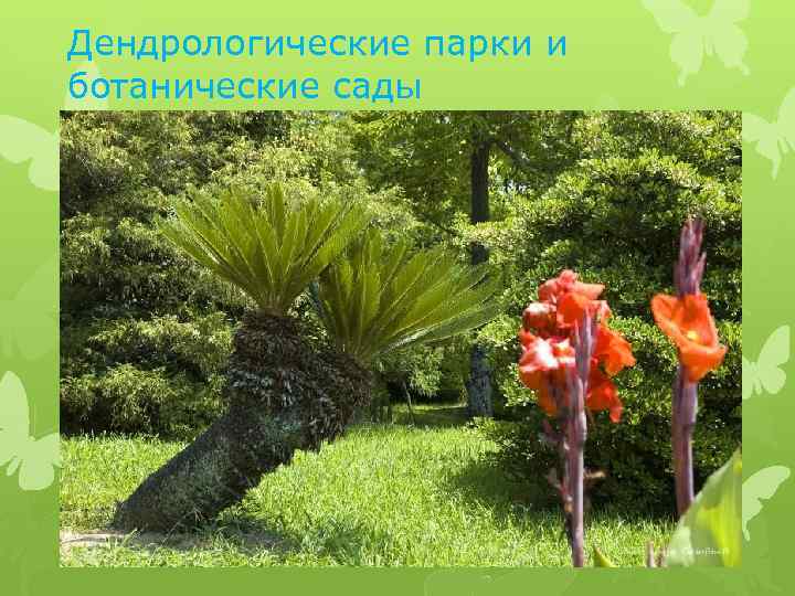 Дендрологические парки и ботанические сады 