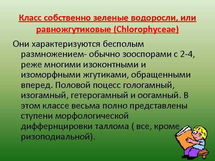 Класс собственно зеленые водоросли, или равножгутиковые (Chlorophyceae) Они характеризуются бесполым размножением- обычно зооспорами с