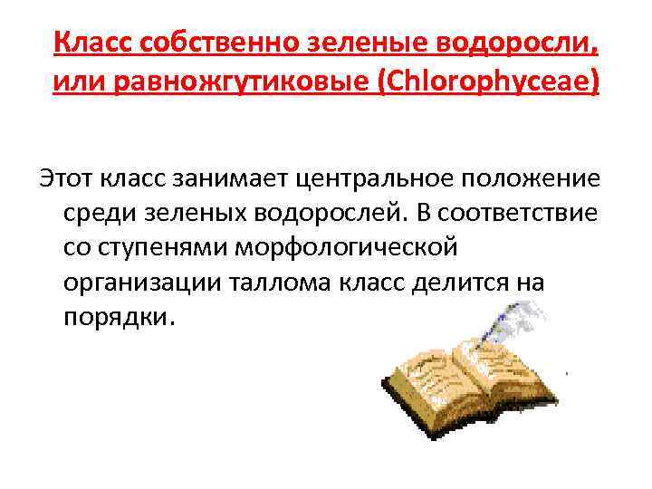 Класс собственно зеленые водоросли, или равножгутиковые (Chlorophyceae) Этот класс занимает центральное положение среди зеленых