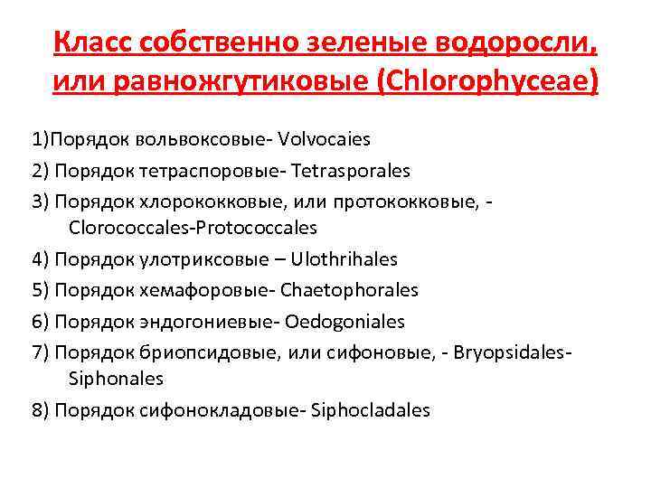 Класс собственно зеленые водоросли, или равножгутиковые (Chlorophyceae) 1)Порядок вольвоксовые- Volvocaies 2) Порядок тетраспоровые- Tetrasporales