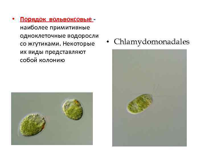Водоросли жгутики. Порядок Вольвоксовые водоросли. Жгутики у водорослей. Порядок Вольвоксовые (volvocales). Желтые колониальные водоросли со жгутиком.