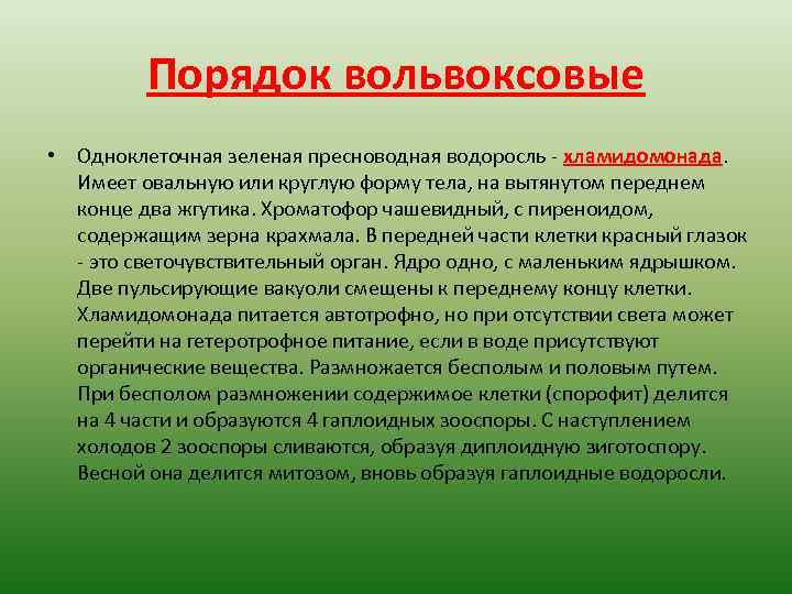 Порядок вольвоксовые • Одноклеточная зеленая пресноводная водоросль - хламидомонада. Имеет овальную или круглую форму