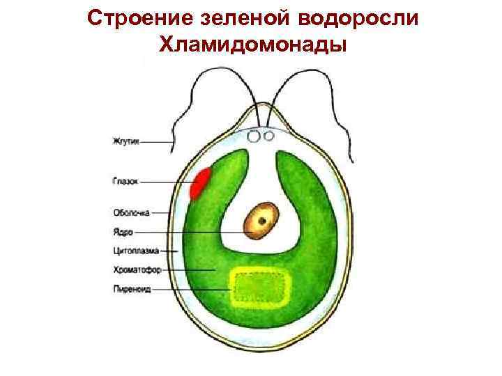 Хламидомонада рисунок 5 класс