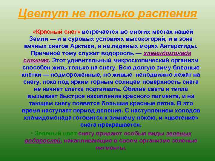 Цветут не только растения «Красный снег» встречается во многих местах нашей Земли — и