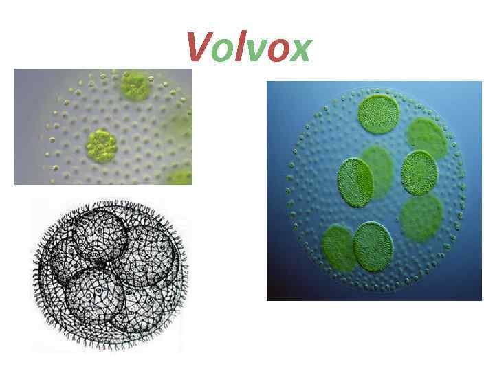 Volvox 