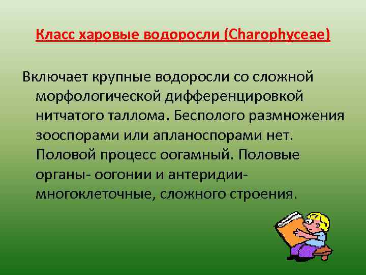 Класс харовые водоросли (Charophyceae) Включает крупные водоросли со сложной морфологической дифференцировкой нитчатого таллома. Бесполого