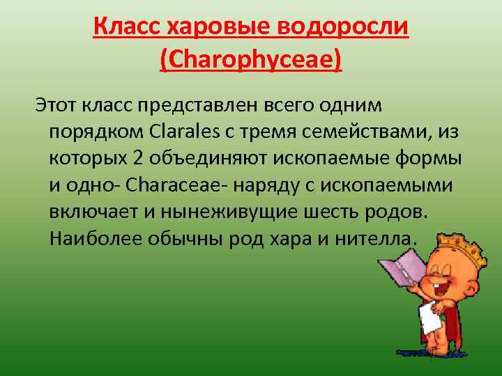 Класс харовые водоросли (Charophyceae) Этот класс представлен всего одним порядком Clarales с тремя семействами,