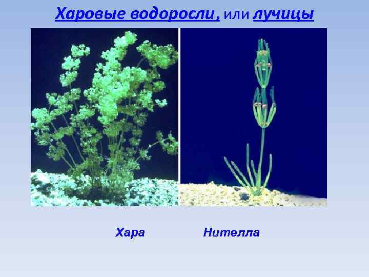 Харовые водоросли, или лучицы Хара Нителла 