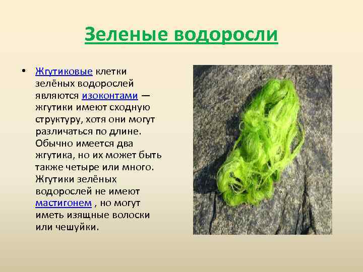 Тело водорослей не имеет органов и тканей. Зелеными водорослями являются. Жгутиковые зеленые водоросли. К зеленым водорослям относятся.
