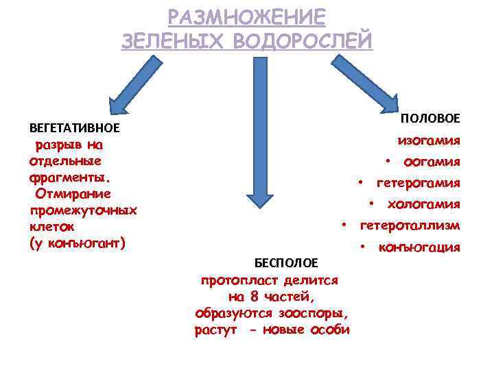 РАЗМНОЖЕНИЕ ЗЕЛЕНЫХ ВОДОРОСЛЕЙ ВЕГЕТАТИВНОЕ разрыв на отдельные фрагменты. Отмирание промежуточных клеток (у конъюгант) ПОЛОВОЕ