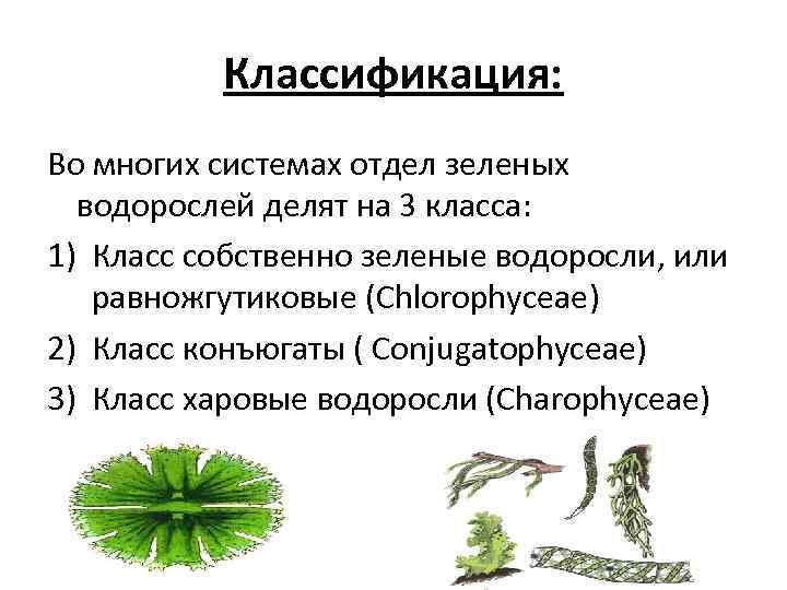 Классификация: Во многих системах отдел зеленых водорослей делят на 3 класса: 1) Класс собственно