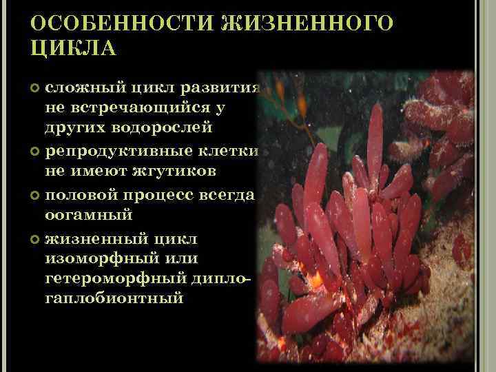 Признаки красных водорослей