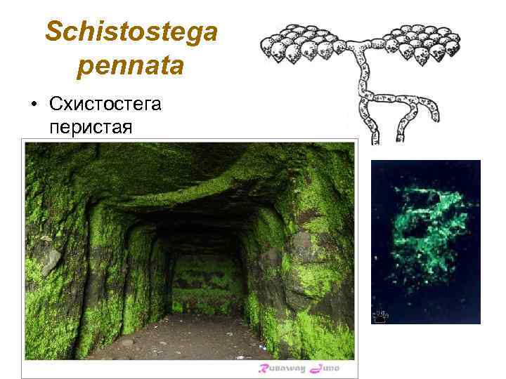 Schistostega pennata • Схистостега перистая 