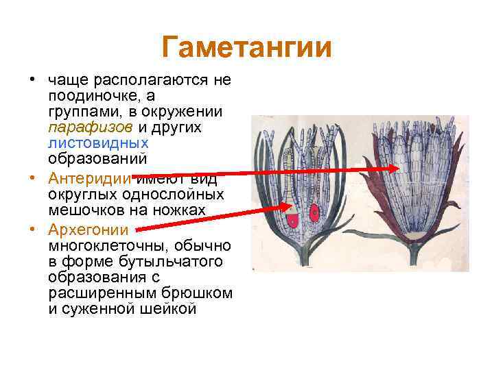 Гаметангии • чаще располагаются не поодиночке, а группами, в окружении парафизов и других листовидных